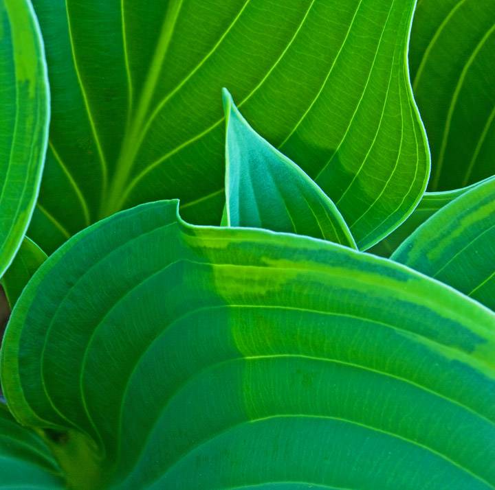 Hosta