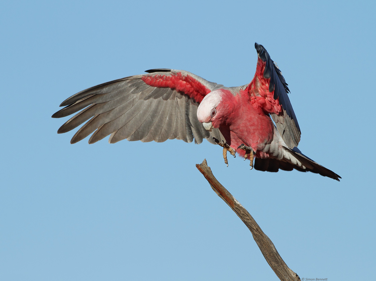 Galah