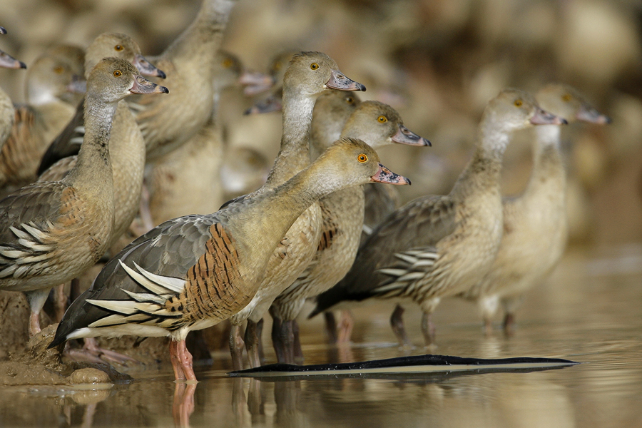 Plumed Whistling-Duck