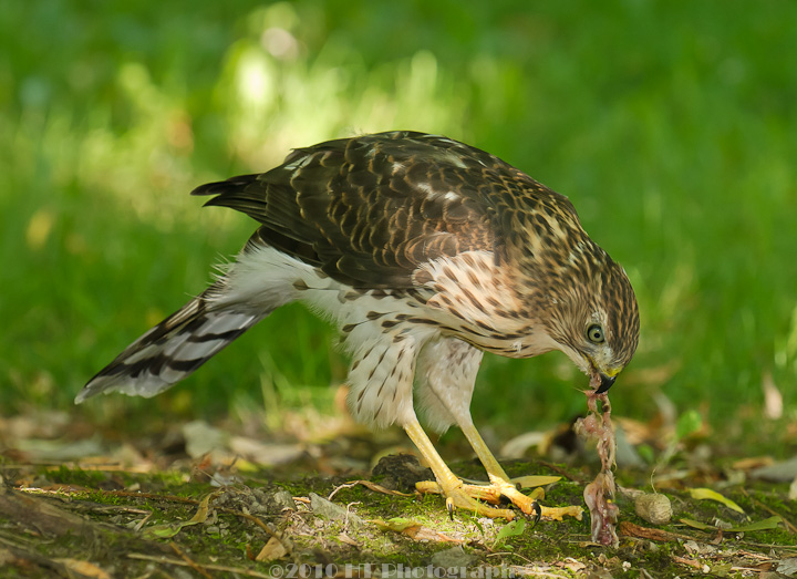 Juvenile Cooper's Hawk 