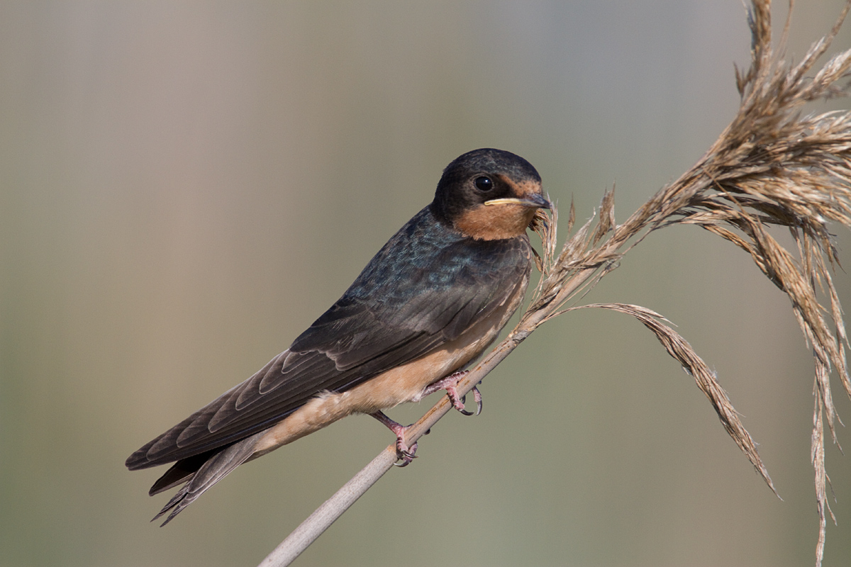 Baby Barn Swallow