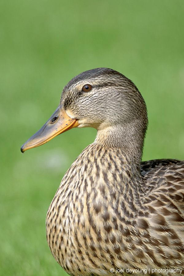 Portrait of a Duck