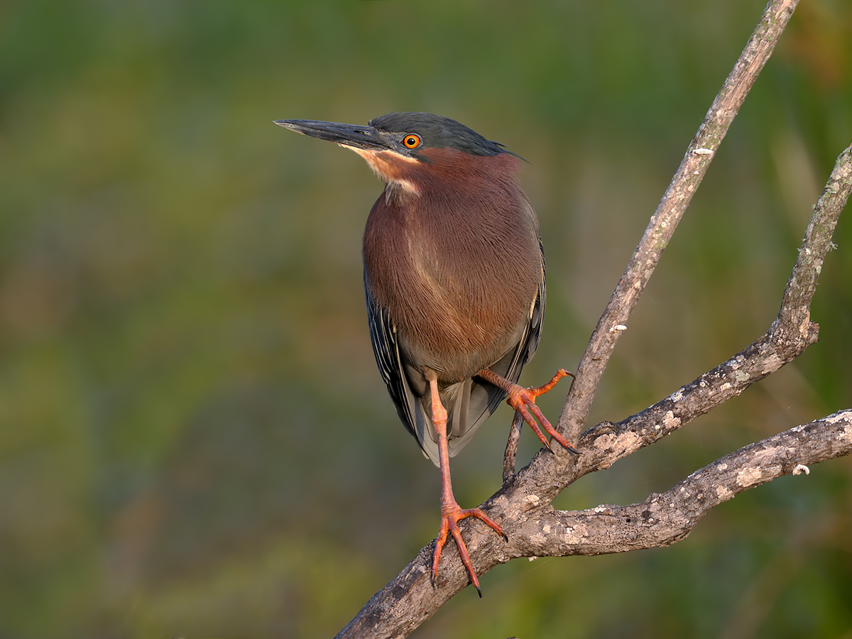 Green Heron