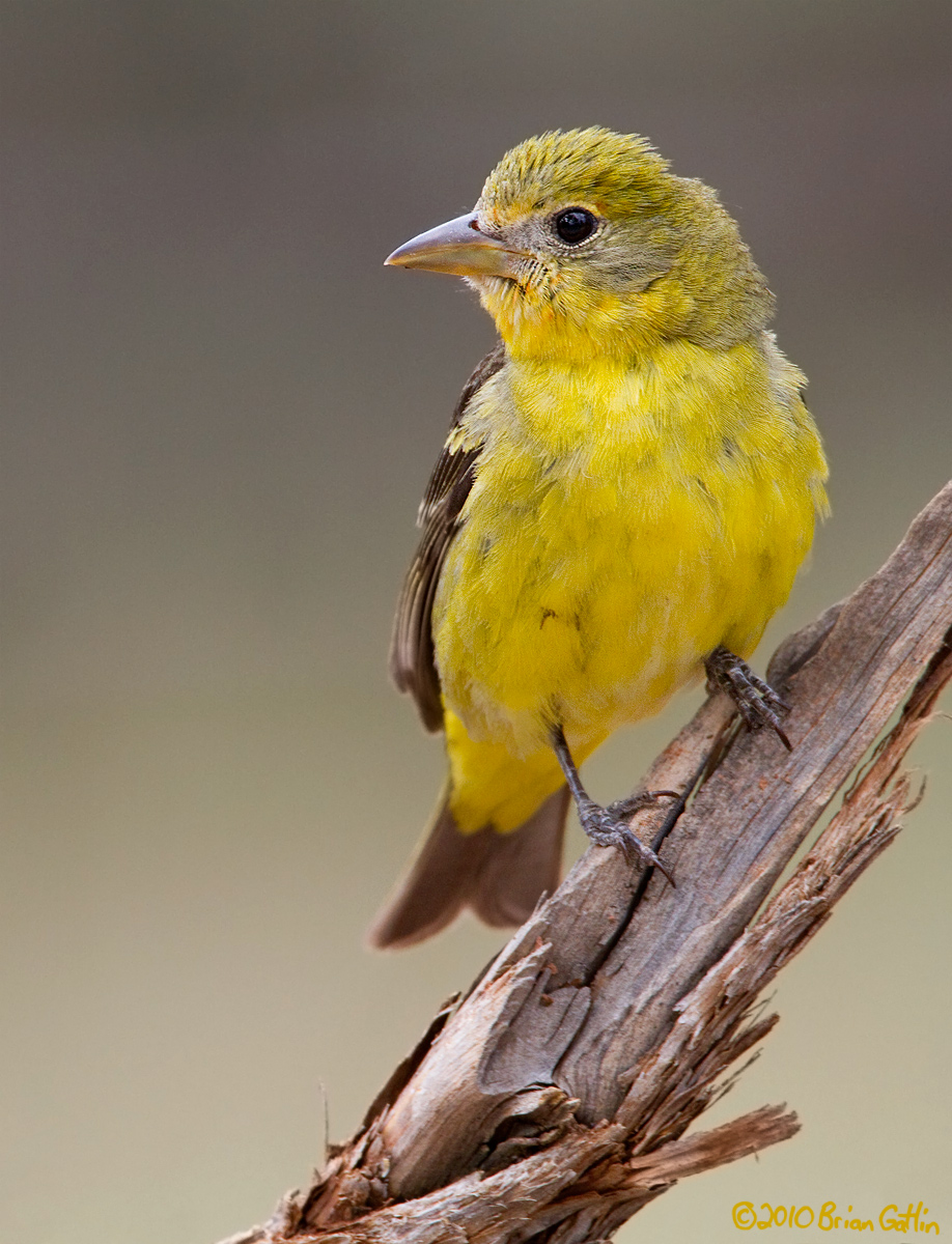 Western Tanager 
