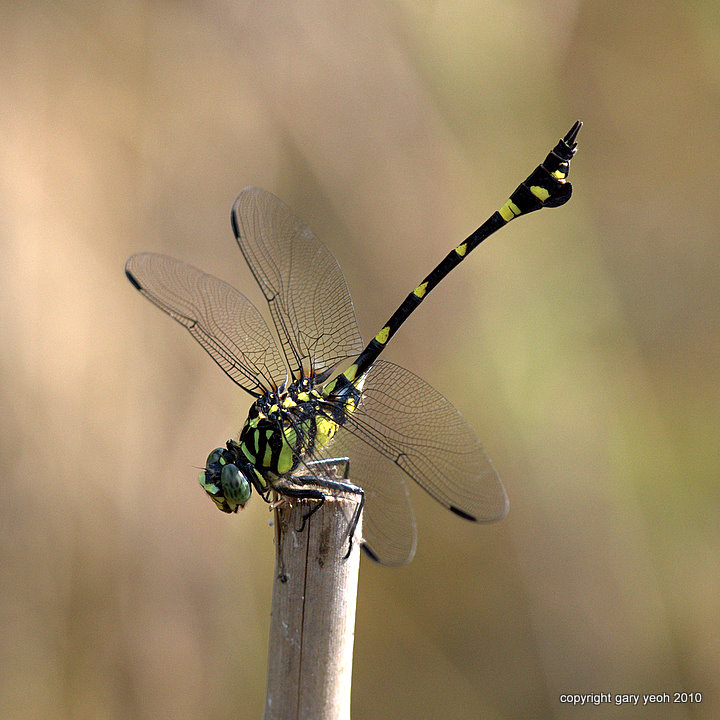 Flangetail