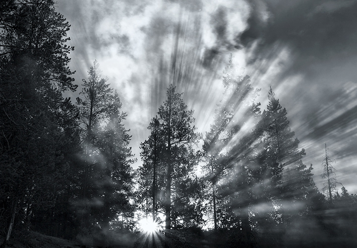 Glory Tree