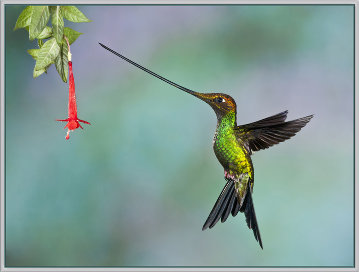 Sword-Billed Hummer