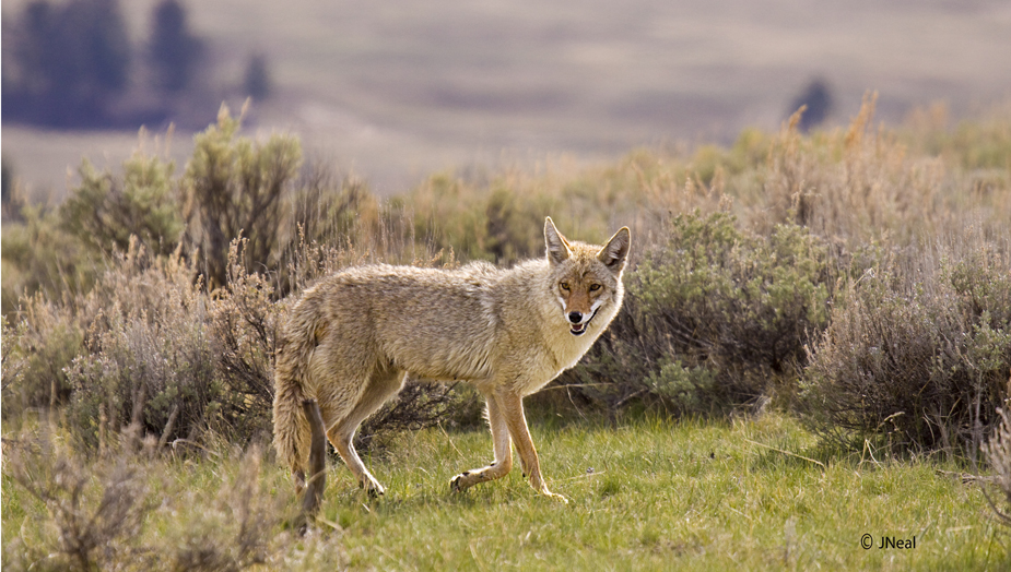 Coyote Territory