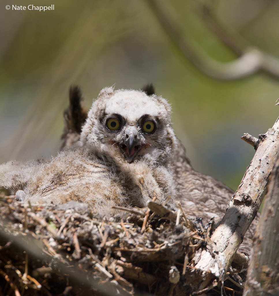 Great Horned Owlet + Alternate crop