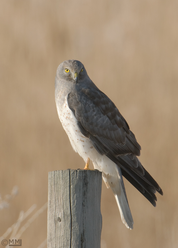 Northern Harrier male