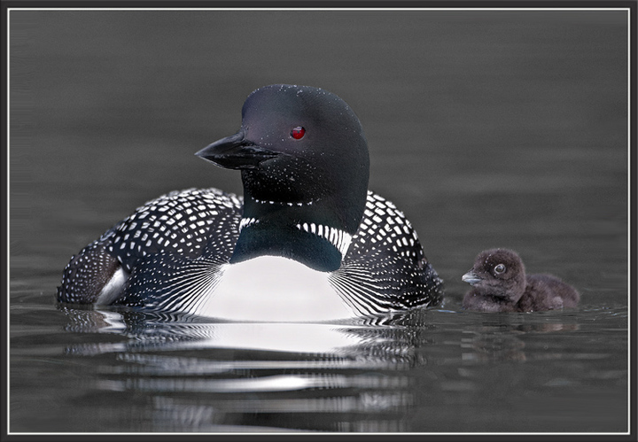 Loon and Chick
