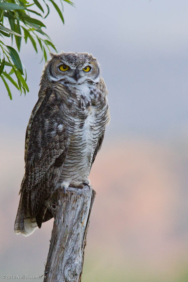 Great Horned owl chick