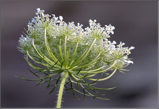 Daucus carota