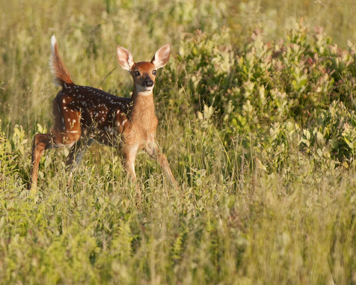 Shenandoah Fawn