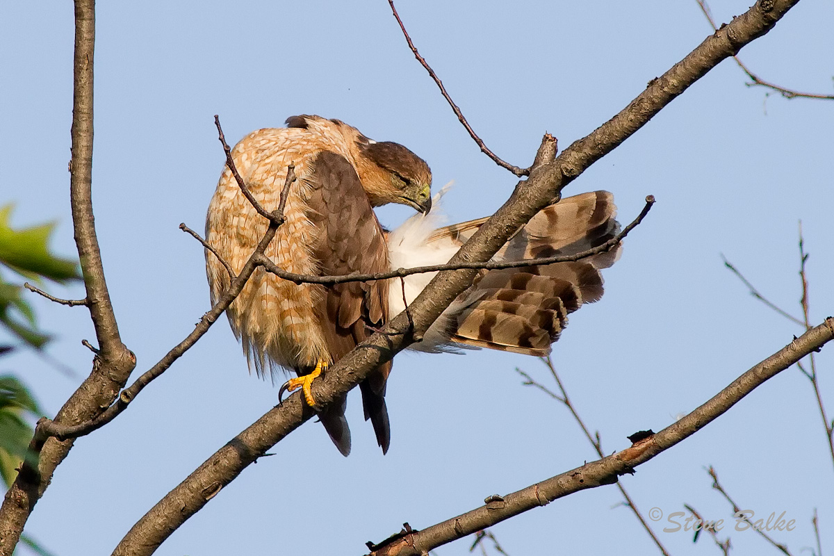 Preening Hawk