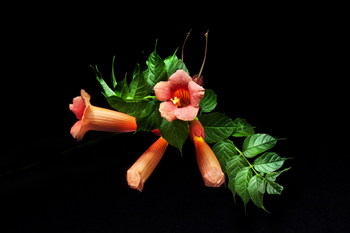 Trumpet Vine lll