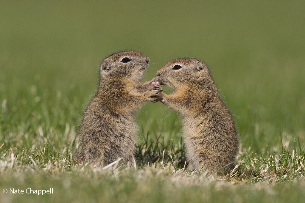 Ground Squirrel Dance
