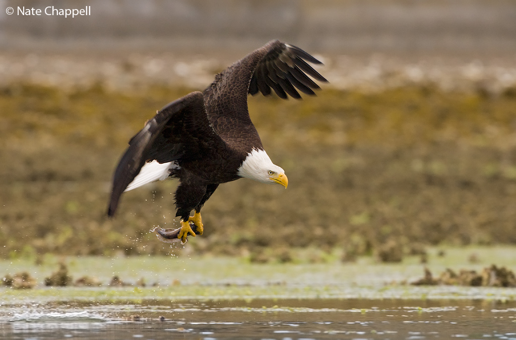 Bald Eagle Snatch