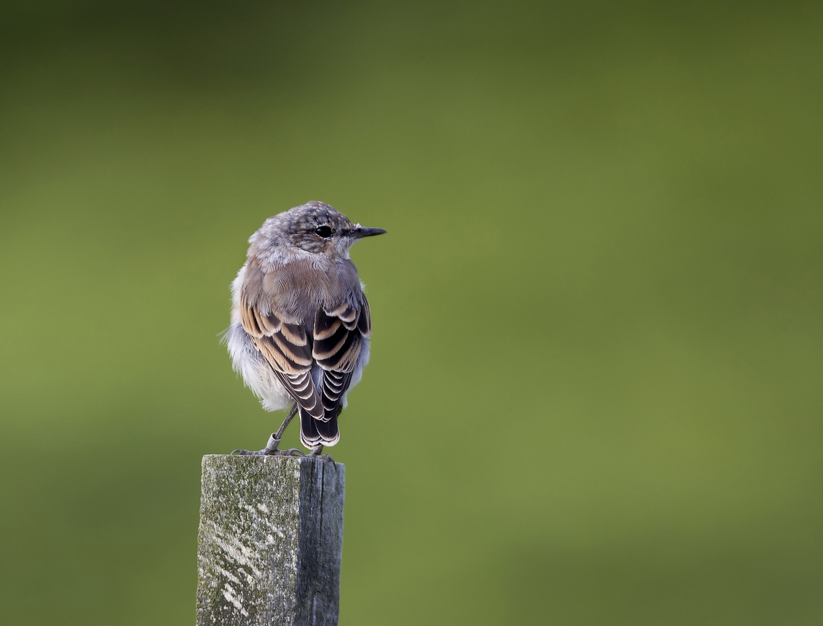 Juvenile Wheatear