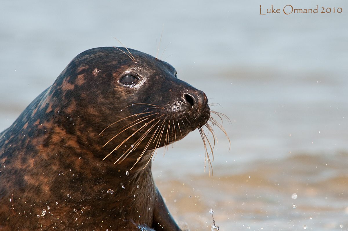 Grey Seal Portrait