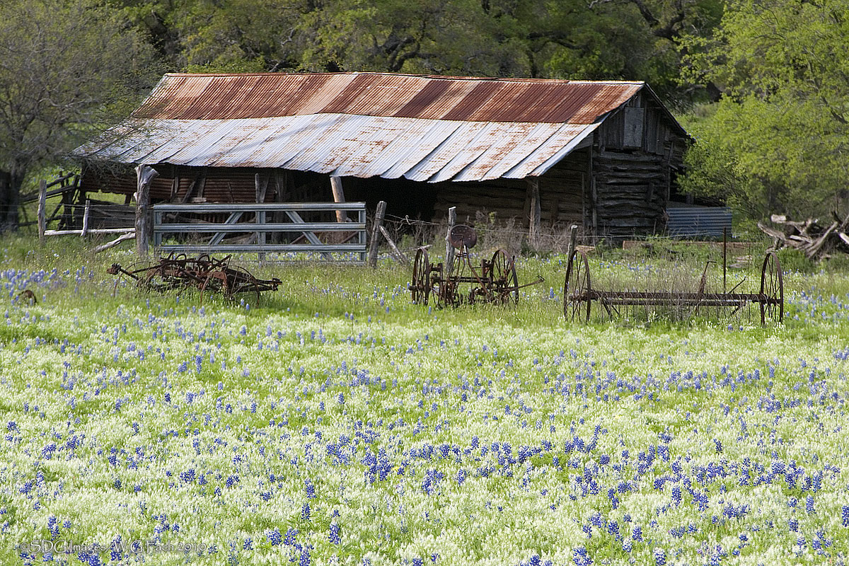 Bluebonnet Homestead