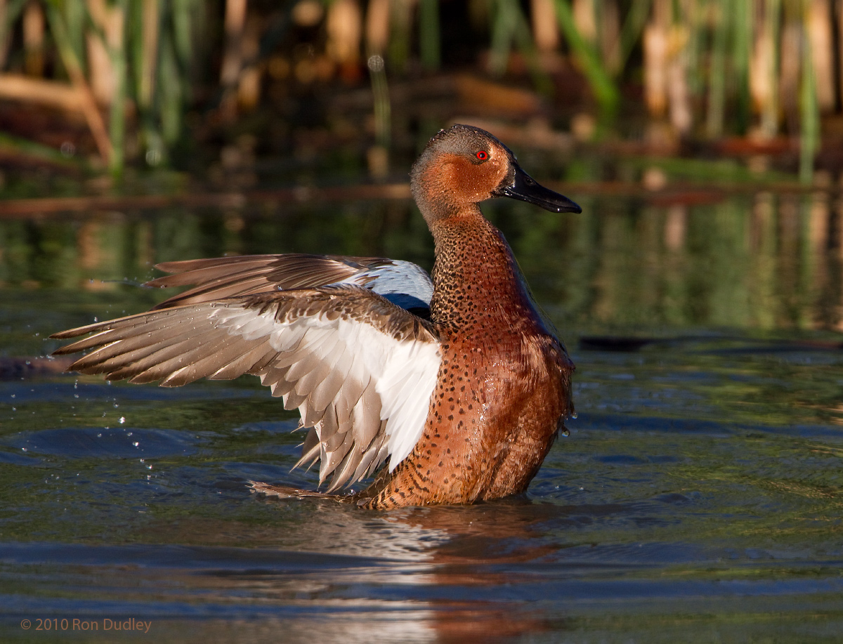 Cinnamon/GW Teal Hybrid