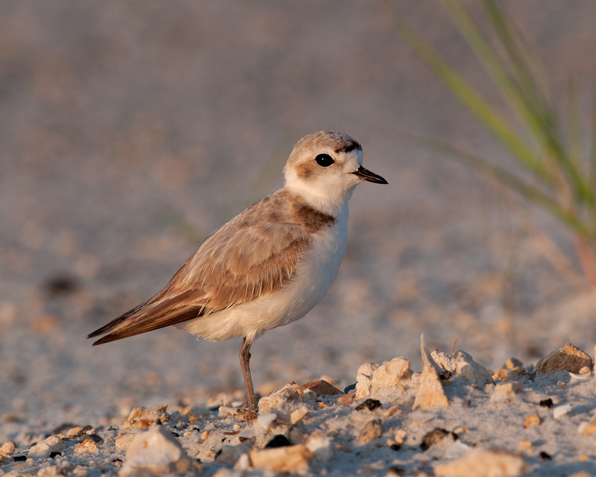 Snowy Plover
