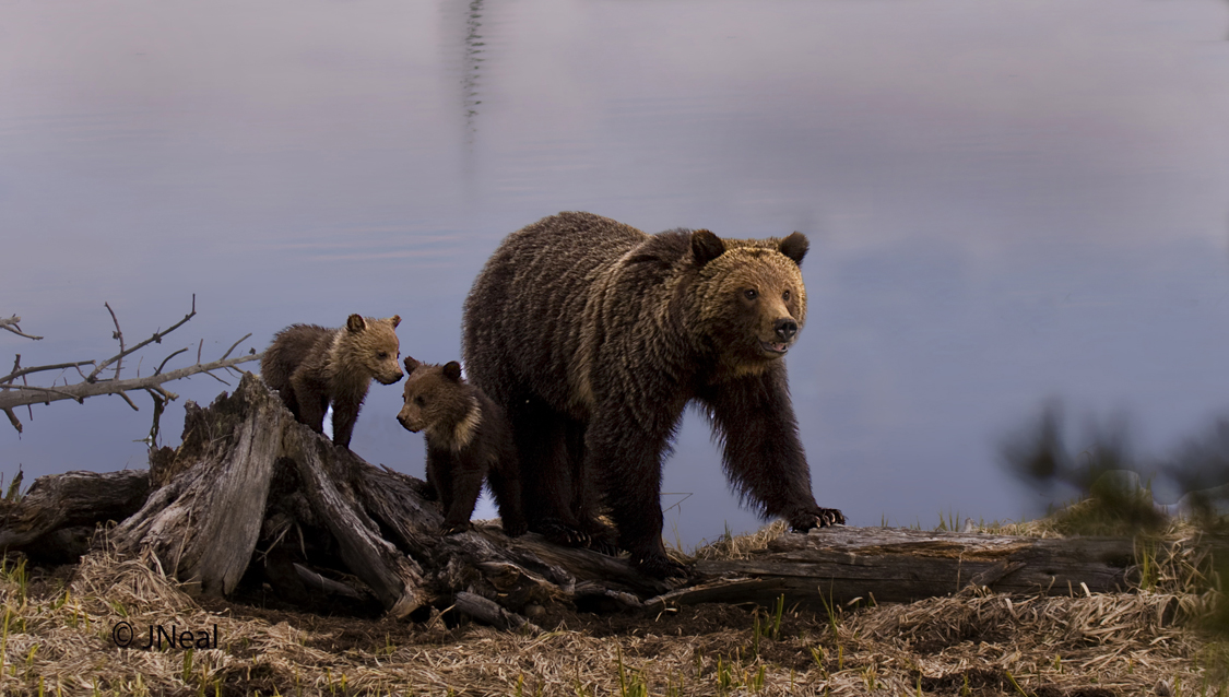 Momma With Cubs