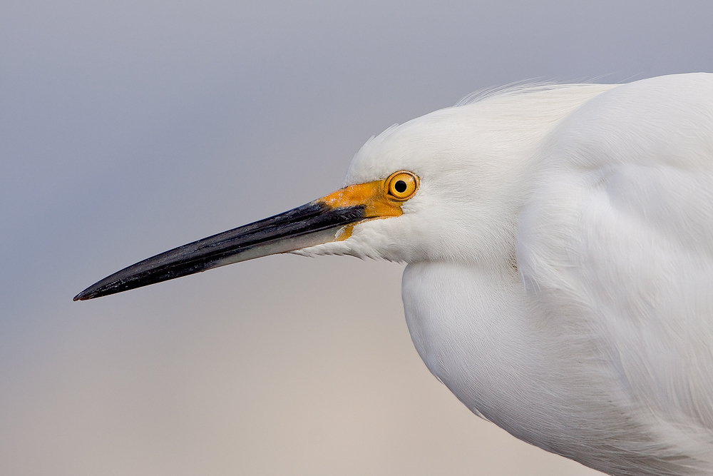 Snowy Egret Portrait
