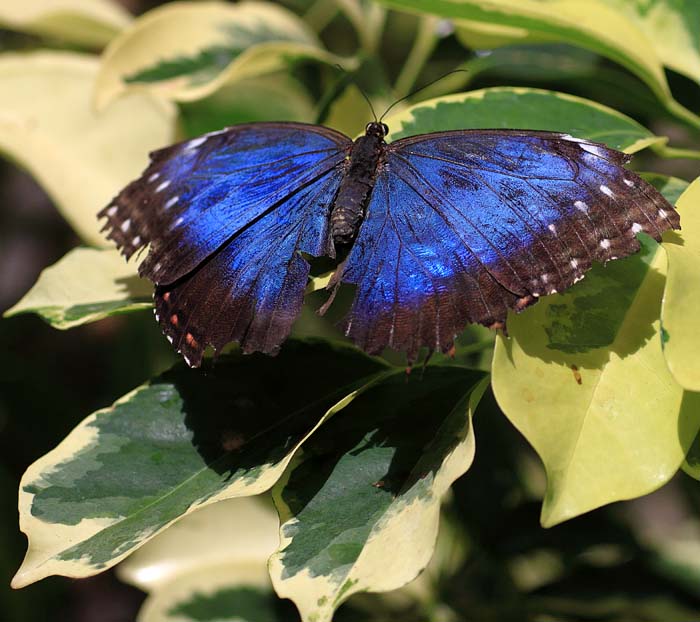 Mangled Morpho