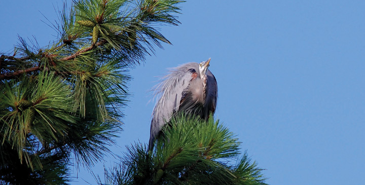 Puffed up Heron