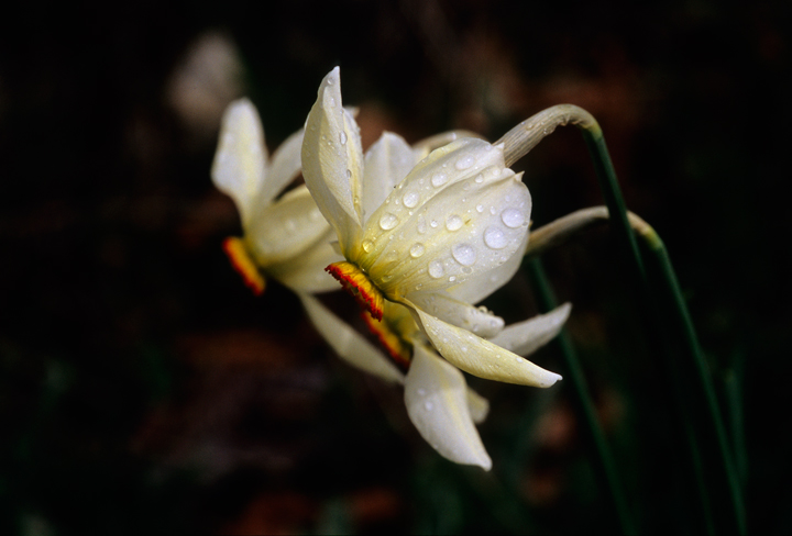 Poets' daffodils