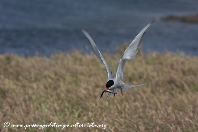 Artic tern