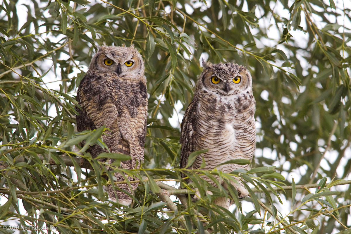 GHO chick pair