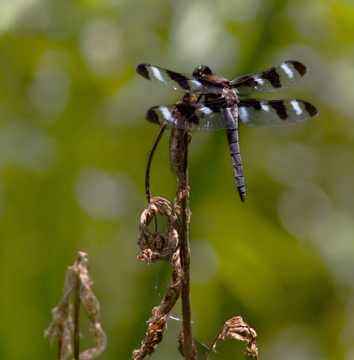 Eight Spotted Skimmer