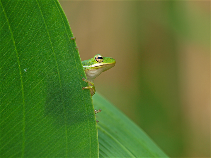 Tree Frog on Bull Tongue
