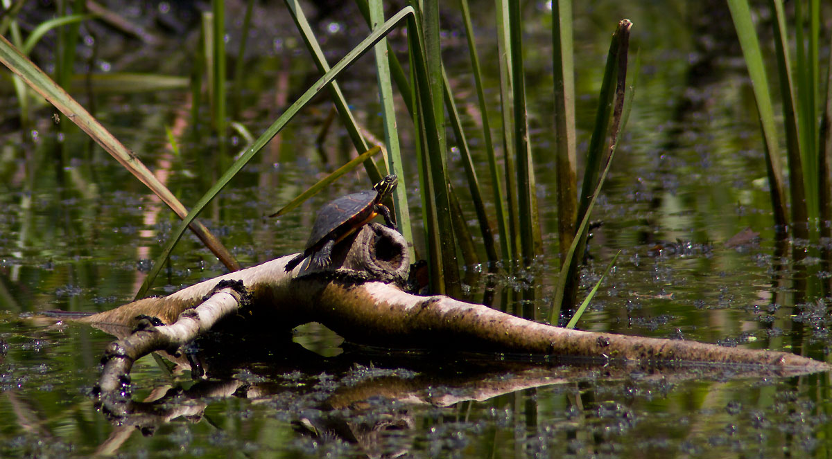 painted turtle