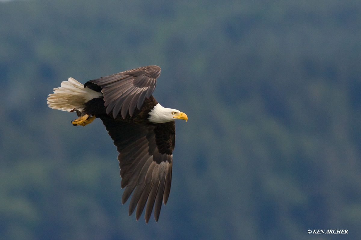 Bald Eagle