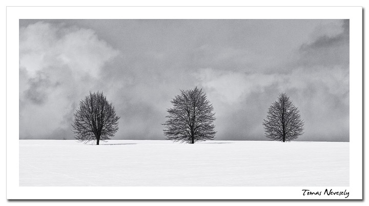 Trees