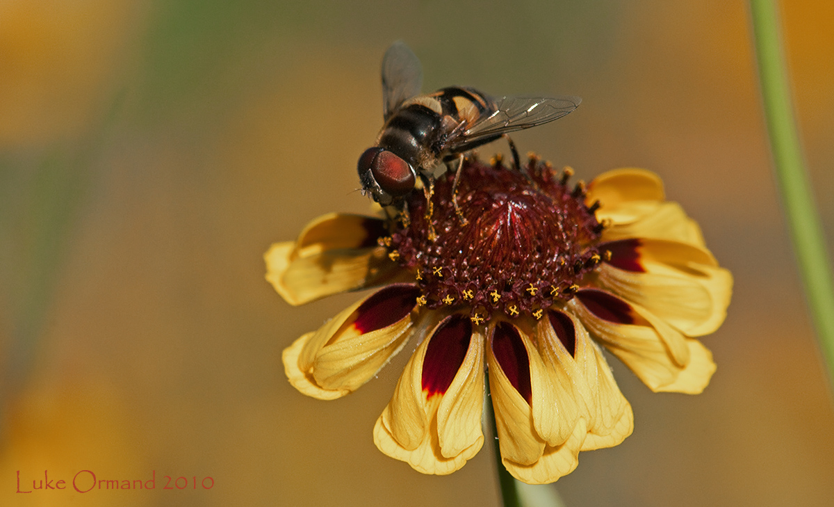 Pollination 