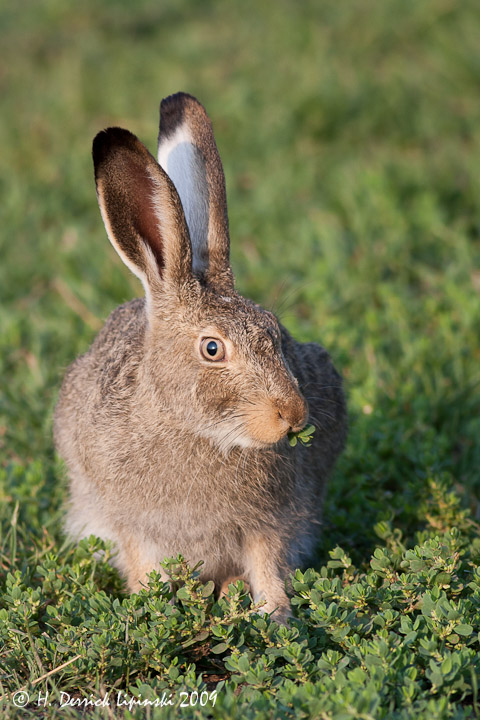 White-tailed Jackrabbit