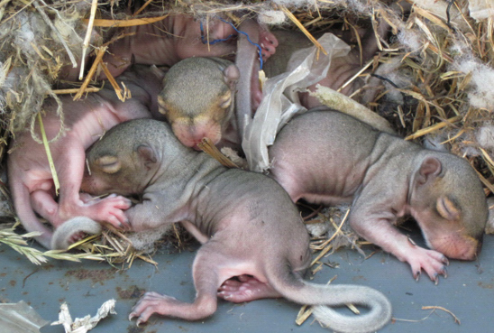 Nest of squirrels?