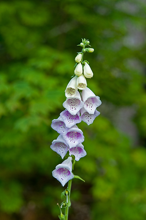 Foxglove