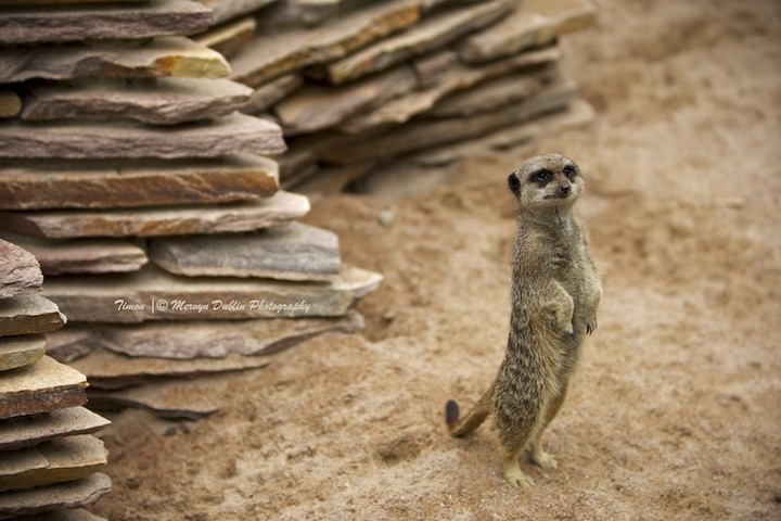 Timon the Meerkat..