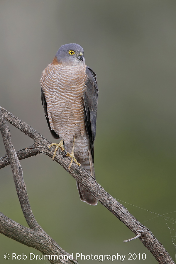 Collared Sparrowhawk