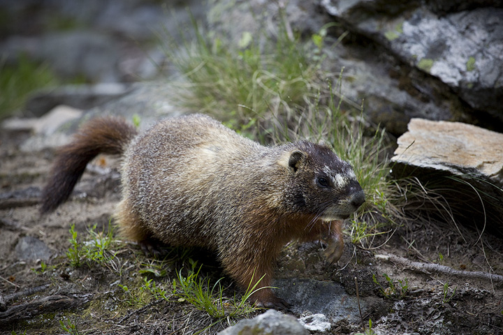 Marmot IV