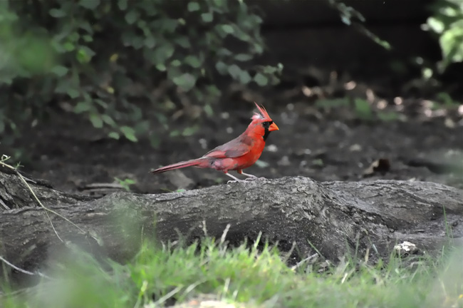 Cardinal My Yard