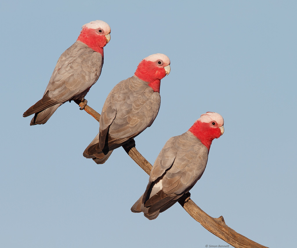Galah III