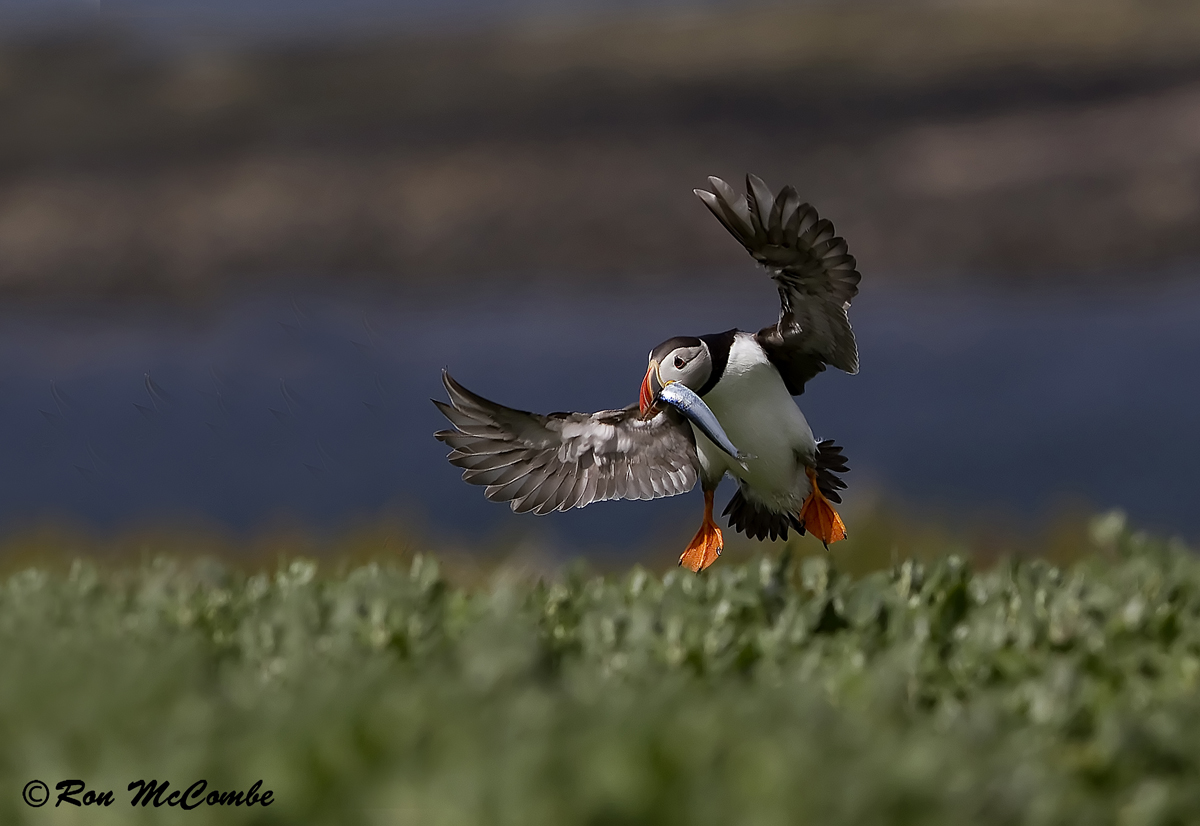 Atlantic Puffin + repost 