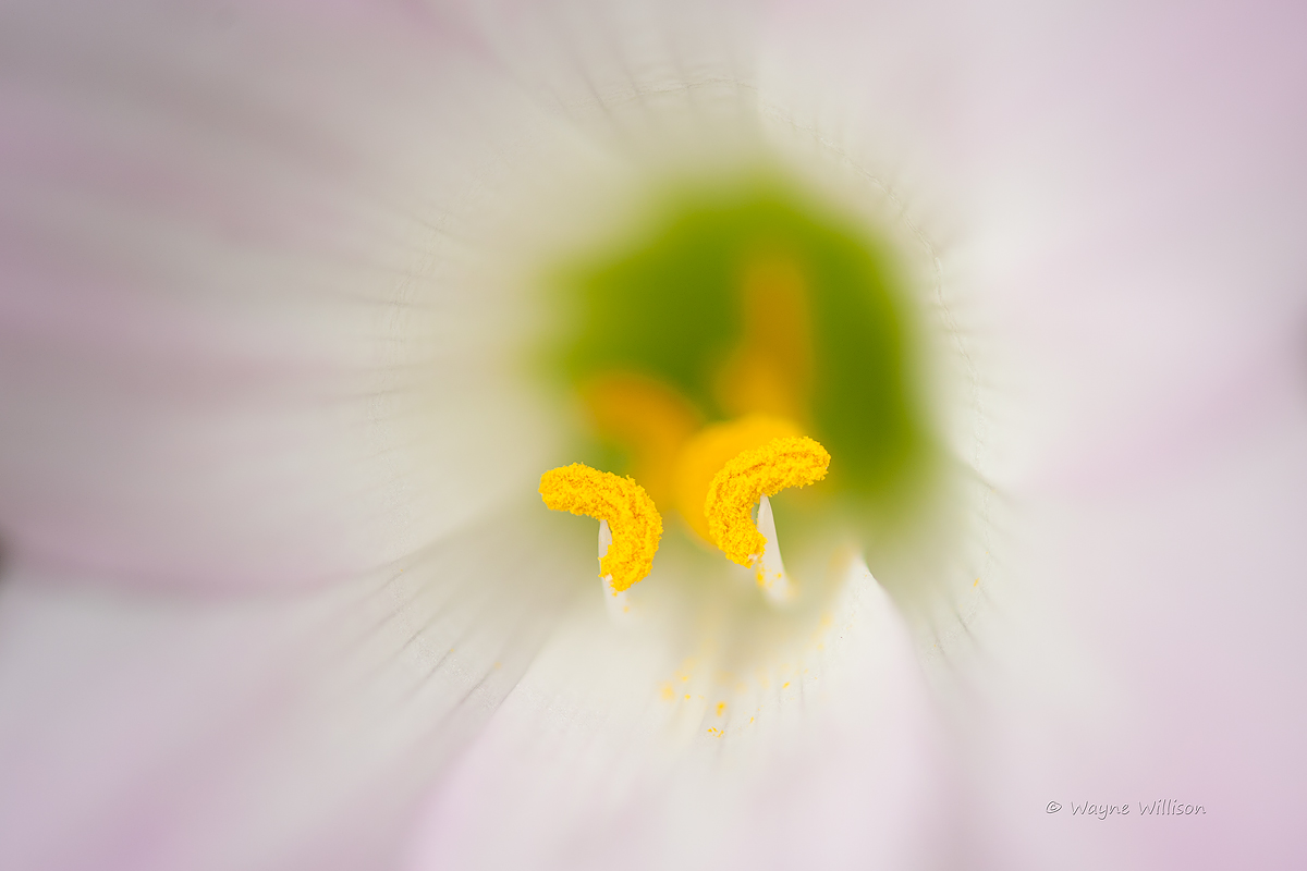 Inside a Rain Lily